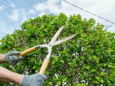 tree-trimming-ar-B-17-11-1024x640-min